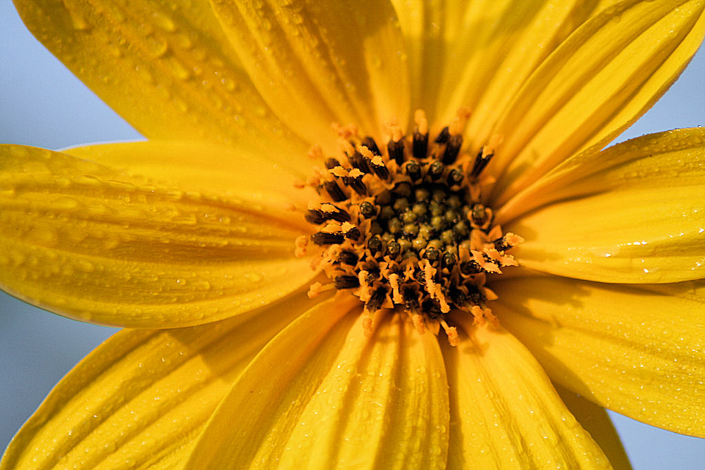 Tapinanbour ,fiore con tubero commestibile.